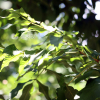 들메나무(Fraxinus mandshurica Rupr.) : 산들꽃