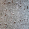 나도밤나무(Meliosma myriantha Siebold & Zucc.) : 설뫼*