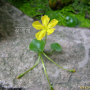 노랑어리연꽃 : 둥근바위솔