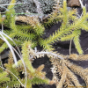 석송(Lycopodium clavatum L.) : 벼루