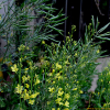 자주양배추(Brassica oleracea var. botrytis L.) : 설뫼
