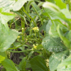 팥(Vigna angularis (Willd.) Ohwi & H.Ohashi) : 카르마