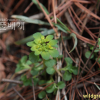 산괭이눈(Chrysosplenium japonicum (Maxim.) Makino) : 꽃마리