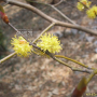 생강나무 : 봄까치꽃