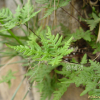 부싯깃고사리(Cheilanthes argentea (S.G.Gmel.) Kunze) : 통통배