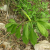 두루미천남성(Arisaema heterophyllum Blume) : 현촌