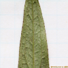금불초(Inula japonica Thunb.) : habal