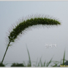 강아지풀(Setaria viridis (L.) P.Beauv.) : 필릴리