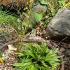 한라꽃장포(Tofieldia coccinea Richardson var. fauriei (H.L?v. & Vaniot) T.Yamaz.) : 무심거사
