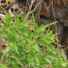 폭나무(Celtis biondii Pamp.) : 무심거사