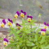 삼색제비꽃(Viola tricolor L.) : 카르마
