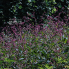개여뀌(Persicaria longiseta (Bruijn) Kitag.) : 塞翁之馬