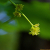 산겨릅나무(Acer tegmentosum Maxim.) : 도리뫼