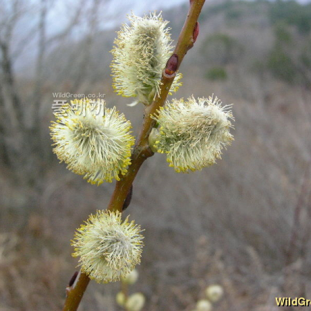 호랑버들(Salix caprea L.) : 둥근바위솔