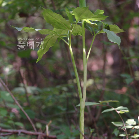 점박이천남성(Arisaema serratum (Thunb.) Schott) : 가야