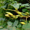 수수꽃다리(Syringa oblata var. dilatata (Nakai) Rehder) : 꽃사랑