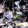 둥근털제비꽃(Viola collina Besser) : 까치박달