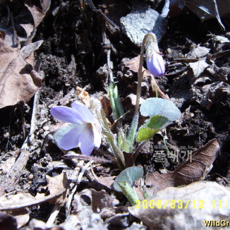 둥근털제비꽃(Viola collina Besser) : 까박