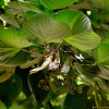 보리자나무(Tilia miqueliana Maxim.) : 산들꽃