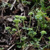 산괭이눈(Chrysosplenium japonicum (Maxim.) Makino) : 꽃마리