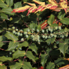 뿔남천(Mahonia japonica (Thunb.) DC.) : 현촌