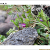 갯완두(Lathyrus japonicus Willd.) : 통통배