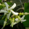 털마삭줄(Trachelospermum jasminoides (Lindl.) Lem.) : 산들꽃