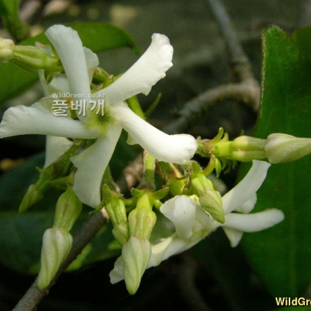 털마삭줄(Trachelospermum jasminoides (Lindl.) Lem.) : 둥근바위솔