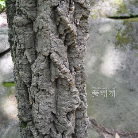 굴참나무(Quercus variabilis Blume) : 통통배