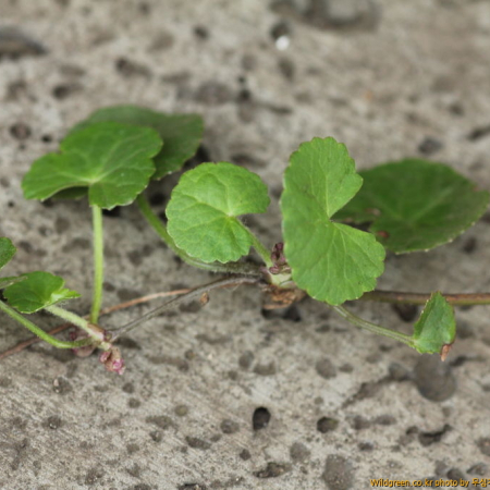 병풀(Centella asiatica (L.) Urb.) : 무심거사