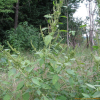 비름(Amaranthus mangostanus L.) : 塞翁之馬