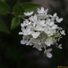 나무수국(Hydrangea paniculata Siebold for. paniculata) : 설뫼