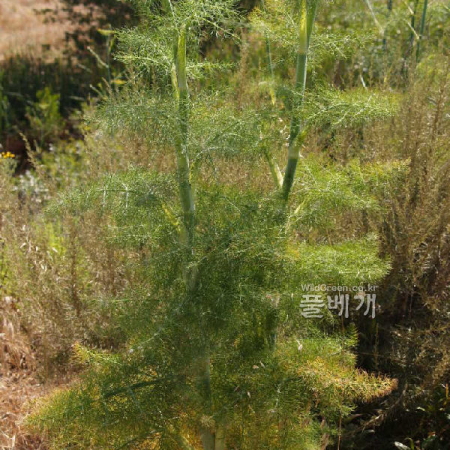 아스파라거스(Asparagus officinalis L.) : 러비