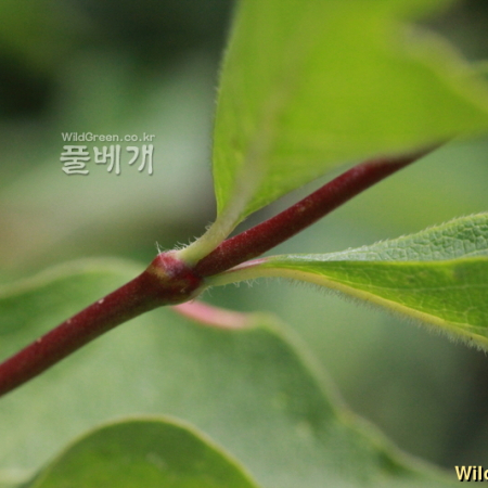 시베리아살구(Prunus sibirica L.) : 카르마
