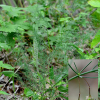 비짜루(Asparagus schoberioides Kunth) : 설뫼