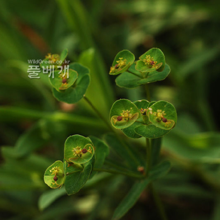 흰대극(Euphorbia esula L.) : 김새벽