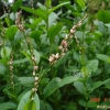 쪽(Persicaria tinctoria H.Gross) : 바지랑대