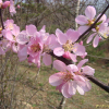산옥매(Prunus glandulosa Thunb.) : 산들꽃