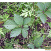 미국담쟁이덩굴(Parthenocissus quinquefolia (L.) Planch.) : 설뫼*