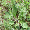 털질경이(Plantago depressa Willd.) : 청암