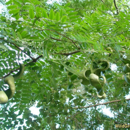 주엽나무(Gleditsia japonica Miq.) : 여울목