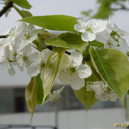 배나무(Pyrus pyrifolia var. culta (Makino) Nakai) : 통통배