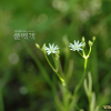 긴잎별꽃(Stellaria longifolia Muhl. ex Willd.) : 통통배