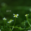 매화마름(Ranunculus kadzusensis Makino) : 바람도사