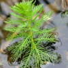 민구와말(Limnophila trichophylla (Kom.) Kom.) : 산들꽃