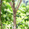 물푸레나무(Fraxinus rhynchophylla Hance) : 통통배