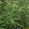 긴잎조팝나무(Spiraea media Schmidt) : 설뫼*