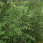 긴잎조팝나무 : 현촌