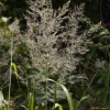 실새풀(Calamagrostis arundinacea (L.) Roth) : 능선따라