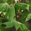 당단풍나무(Acer pseudosieboldianum (Pax) Kom.) : 별꽃
